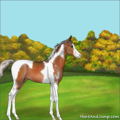 Horse Color:Silver Brown Sabino Tobiano 