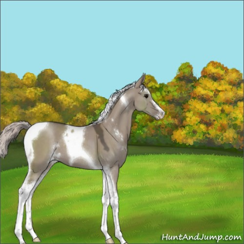 Horse Color:Silver Grullo Sabino Tobiano 