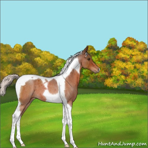 Horse Color:Silver Brown Roan Tobiano 