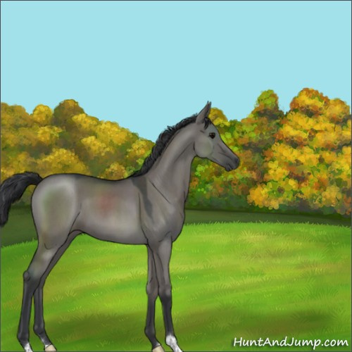 Horse Color:Grullo Roan 