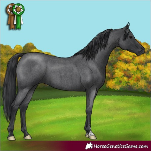 Horse Color:Blue Roan Sabino