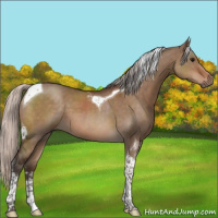 Horse Color:Silver Brown Dun Sabino Tobiano 