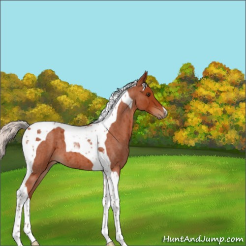 Horse Color:Silver Brown Roan Tobiano 