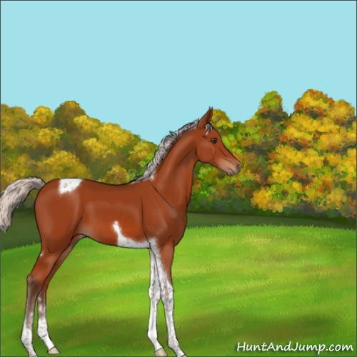Horse Color:Silver Brown Sabino Tobiano 