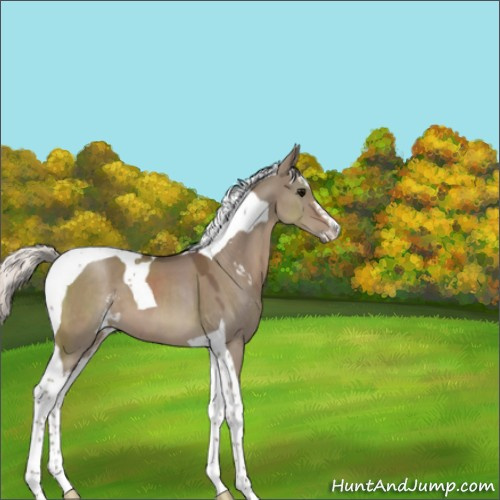Horse Color:Silver Grullo Sabino Tobiano 