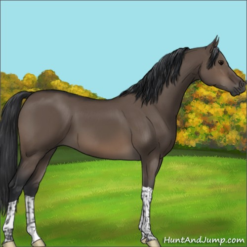 Horse Color:Brown Dun Sabino Tobiano