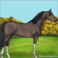 Horse Color:Brown Dun Sabino Tobiano