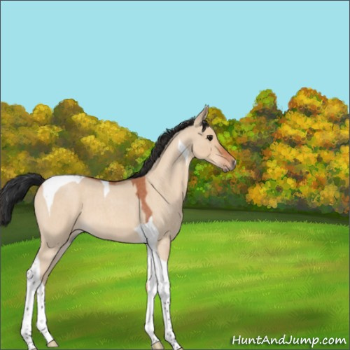 Horse Color:Brown Roan Dun Tobiano 