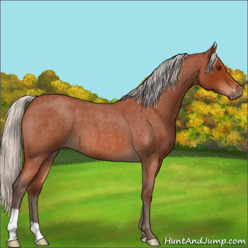 Horse Color:Silver Brown Roan
