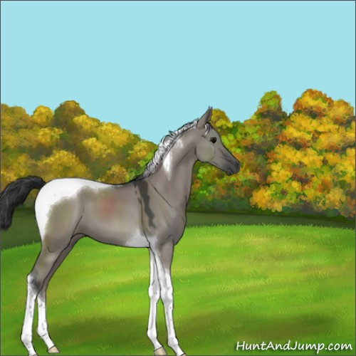 Horse Color:Grullo Sabino Tobiano 