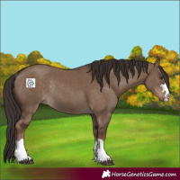 Horse Color:Liver Red Dun Rabicano 