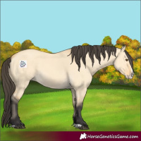 Horse Color:Buckskin Dun Splash 