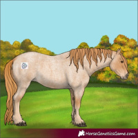 Horse Color:Red Roan 