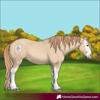 Horse Color:Red Dun Splash 