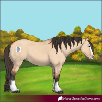 Horse Color:Bay Dun Splash 
