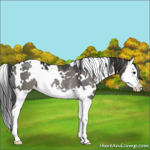 Horse Color:White Spotted Grullo Sabino Splash Rabicano