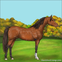 Horse Color:Buckskin Appaloosa