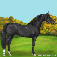 Horse Color:Black Appaloosa 