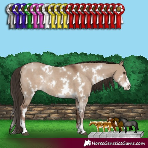 Horse Color:White Spotted Liver Red Dun Sabino Rabicano 