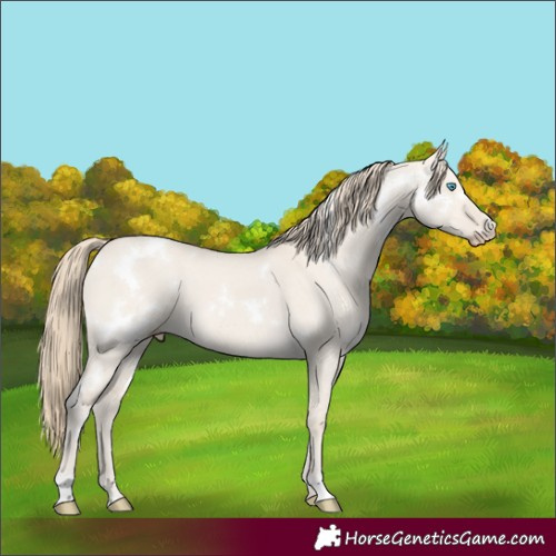 Horse Color:White Spotted Smoky Creme Dun 