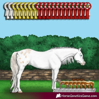 Horse Color:White Spotted Chocolate Palomino Pearl Dun Sabino Appaloosa 