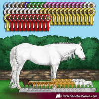 Horse Color:Gray White Spotted Silver Classic Champagne Dun Sabino Appaloosa Rabicano and Sable Champagne Dun Sabino Rabicano