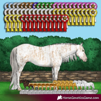 Horse Color:Gray White Spotted Silver Classic Champagne Dun Sabino Appaloosa Rabicano  and Sable Champagne Dun Sabino Rabicano 