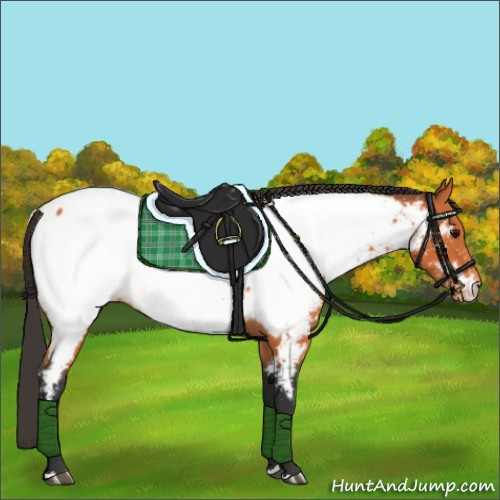 Horse Color:Bay Appaloosa 