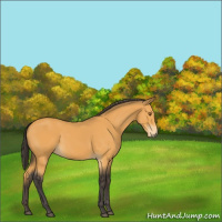 Horse Color:Buckskin 