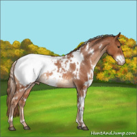 Horse Color:White Spotted Chestnut Appaloosa Rabicano 