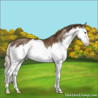 Horse Color:Chocolate Palomino Sabino Splash Rabicano 