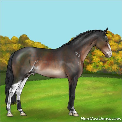 Horse Color:Brown Mushroom Sabino 