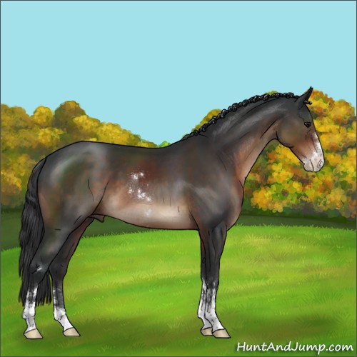 Horse Color:Brown Sabino 