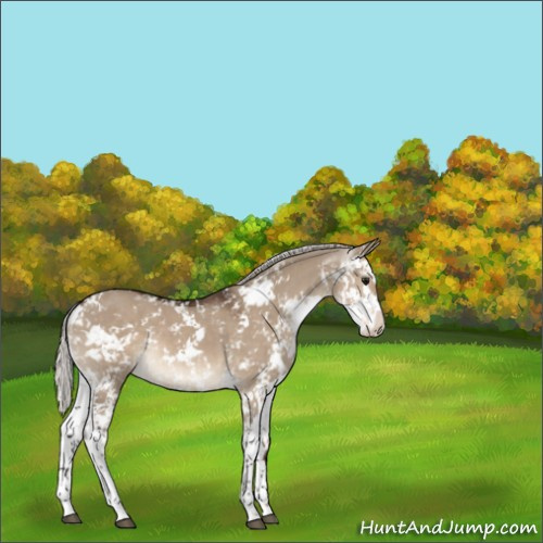 Horse Color:Silver Brown Dun Sabino 