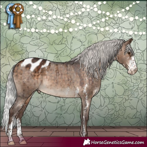 Horse Color:Silver Brown Dun Sabino Appaloosa Brindle 