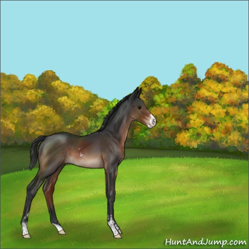 Horse Color:Brown Sabino 