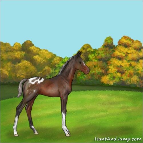Horse Color:Silver Brown Appaloosa 