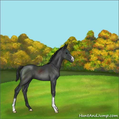 Horse Color:Black 