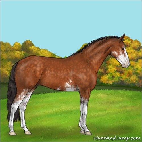 Horse Color:Buckskin Sabino