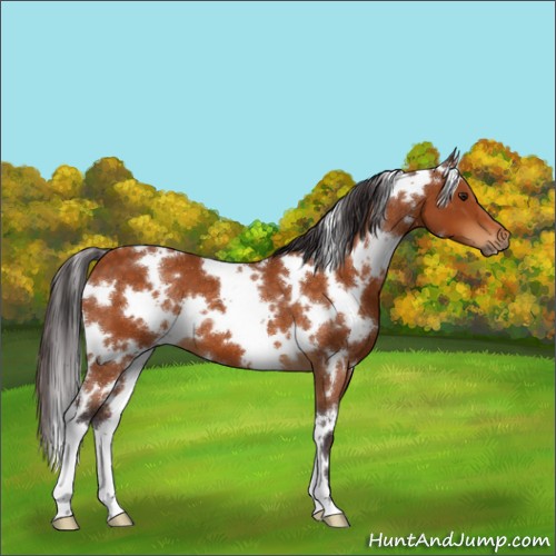 Horse Color:White Spotted Buckskin 
