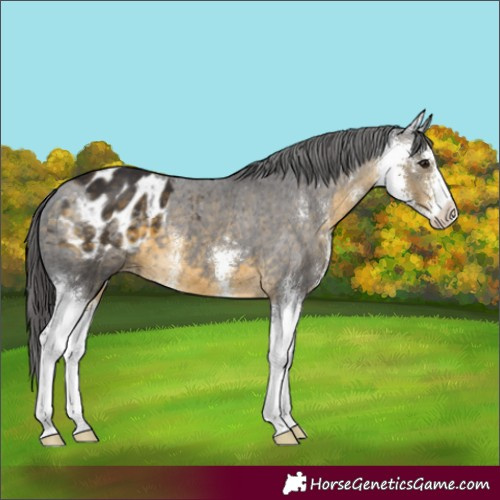 Horse Color:Buckskin Sabino Varnish 