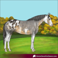 Horse Color:Buckskin Sabino Varnish