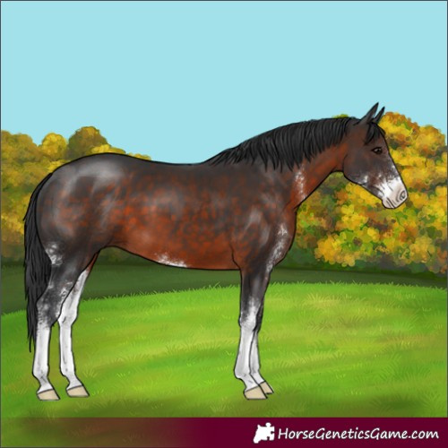 Horse Color:Brown Sabino