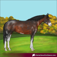 Horse Color:Brown Sabino 