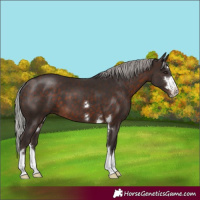 Horse Color:Silver Brown 