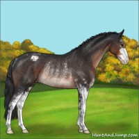 Horse Color:Brown Sabino Appaloosa Rabicano