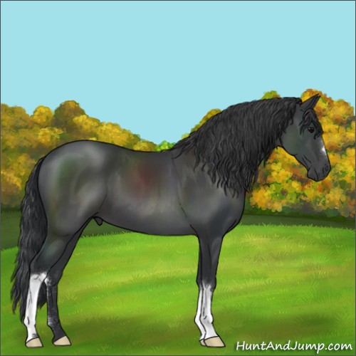 Horse Color:Black 