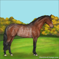 Horse Color:Bay Rabicano 