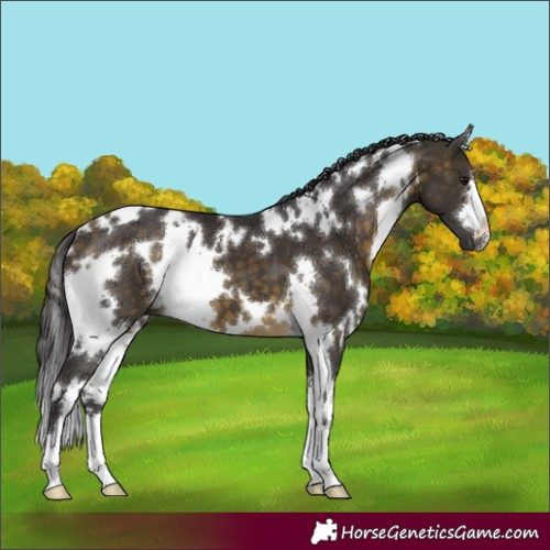Horse Color:White Spotted Buckskin 