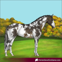 Horse Color:White Spotted Buckskin 